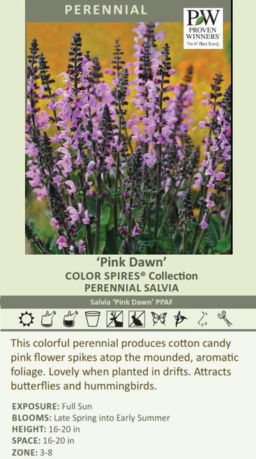 Salvia COLOR SPIRES Pink Dawn PPAF 25 BR Plants