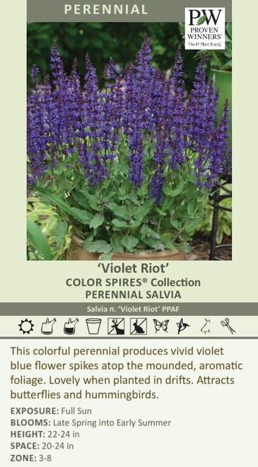 Salvia n COLOR SPIRES Violet Riot PPAF 25 BR Plants