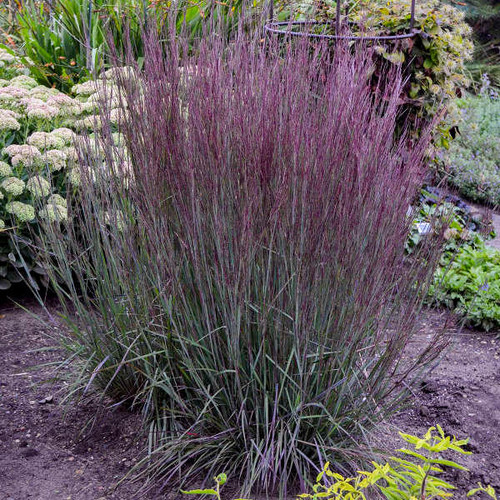 Schizachyrium s. 'Blue Paradise' PP28145 (30)ct Flat Schizachyrium s. 'Blue Paradise' PP28145 (30)ct Flat