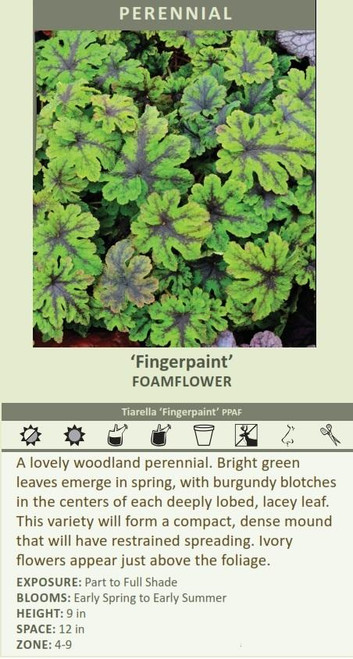Tiarella Fingerpaint
Photos courtesy of Walters Gardens, Inc.