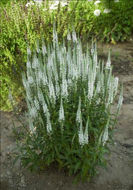 Veronica MAGIC SHOW White Wands PPAF 25 BR Plants