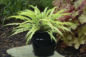 Hosta CURLY FRIES 10ct Flat