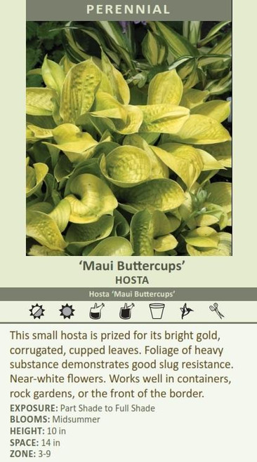 Hosta MAUI BUTTERCUPS 10ct Flat