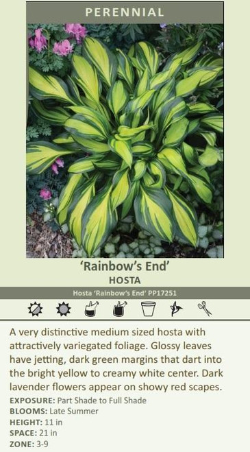 Hosta Rainbows End 10ct Quarts