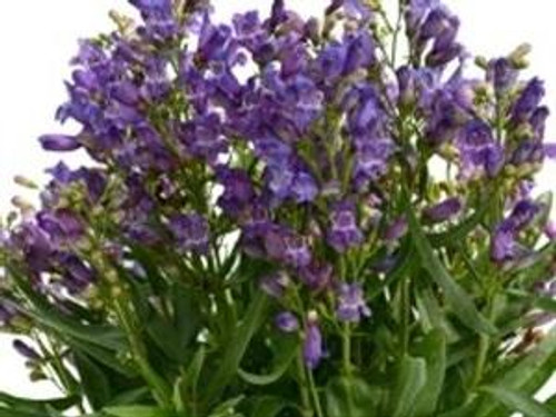 Penstemon Rock Candy Blue 10ct Quarts