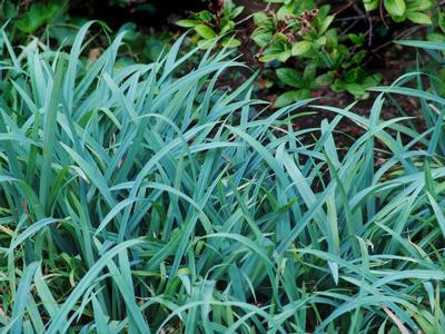 Carex laxiculmis 'Hobb' (3.5 inch pot)