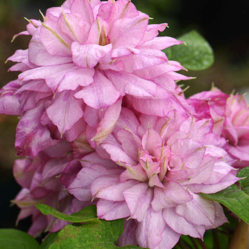 Clematis 'Innocent Glance' shipped from Grower to your door