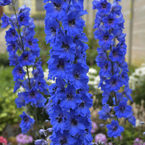 Delphinium e Million Dollar Blue 30ct Flat