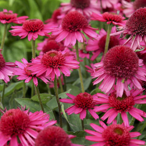 Echinacea Delicious Candy PPAF 20ct Flat