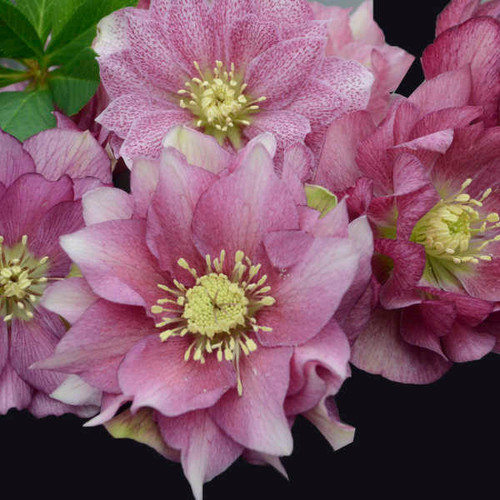 Helleborus 'Maid of Honor' - WEDDING PARTY Series (20)ct Flat
