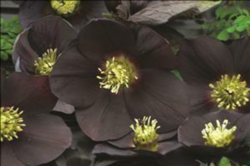Helleborus New York Night - HONEYMOON Series 20ct Flat