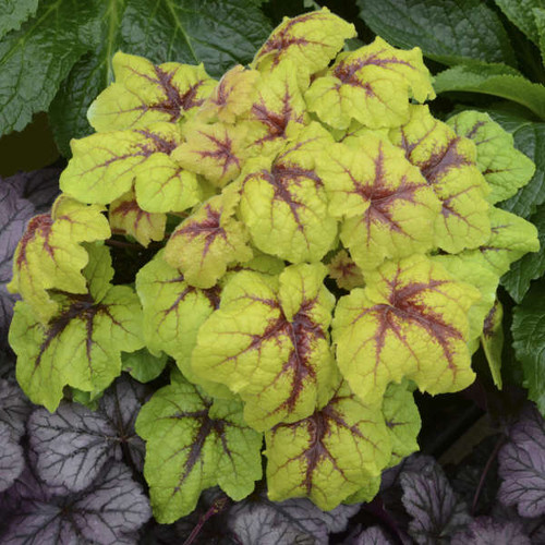 Heucherella Copper King Perennial Plant Sale Bloomin Designs Nursery