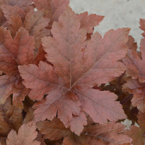 Heucherella Hopscotch PPAF 20ct Flat