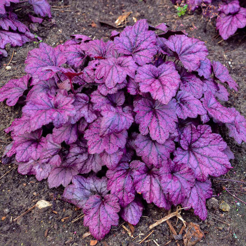 Heuchera 'Electric Plum' PP26894 (20)ct Flat