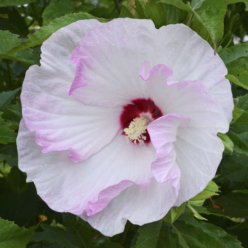 Hibiscus Ballet Slippers PPAF 25 BR Plants