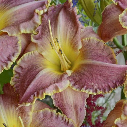 Hemerocallis Judy Judy 25 BR Plants