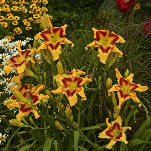 Hemerocallis Tiger Swirl 25 BR Plants