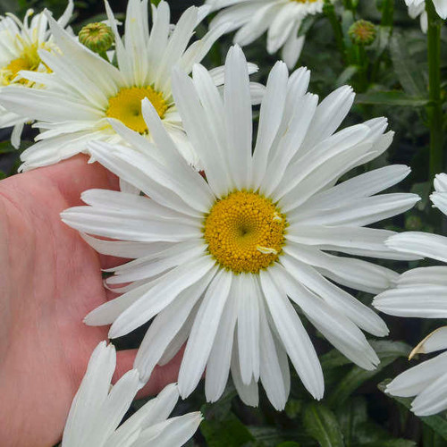 Leucanthemum s. 'Spoonful of Sugar' PP28760 (30)ct Flat