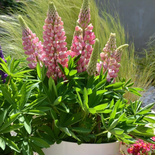 Lupinus p. MINI GALLERY Series - Pink Bicolor (30)ct Flat