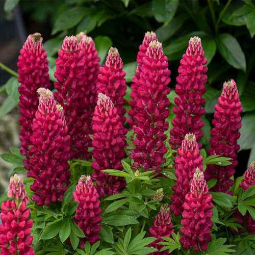 Lupinus p. MINI GALLERY Series - Red (30)ct Flat
