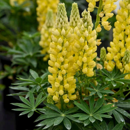Lupinus p. MINI GALLERY Series - Yellow (30)ct Flat