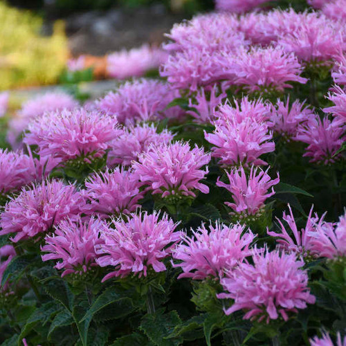 Monarda 'Pink Frosting' PP29548 (20)ct Flat