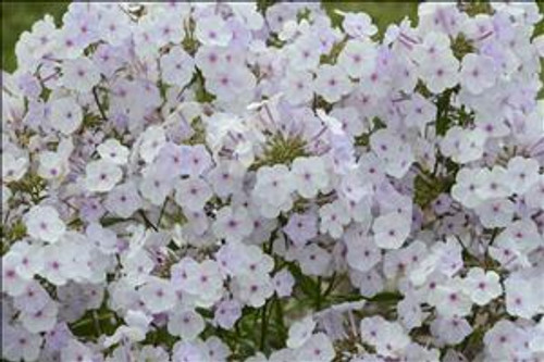 Phlox Fashionably Early Lavender Ice PPAF 25 BR Plants