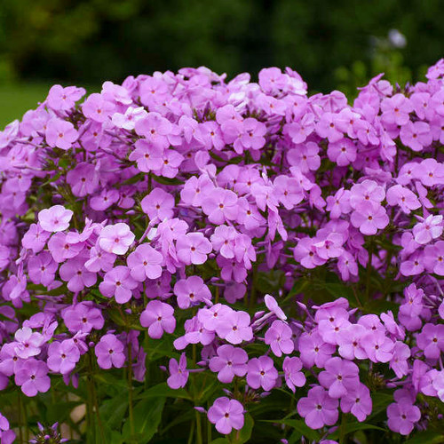 Cotton Candy™ Phlox - Plant Guide