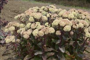 Sedum Over the Moon PPAF 25 BR Plants