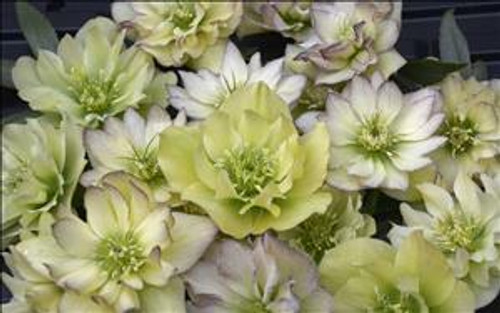 Helleborus First Dance - WEDDING PARTY Series 20ct Flat