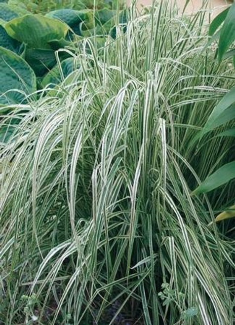 Calamagrostis acutiflora Overdam 30ct Flat Calamagrostis acutiflora Overdam 30ct Flat