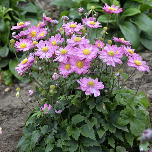 Anemone Curtain Call Pink