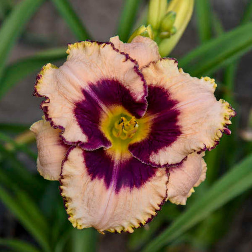 Hemerocallis Daring Deception 25 BR Plants
Photos courtesy of Walters Gardens, Inc