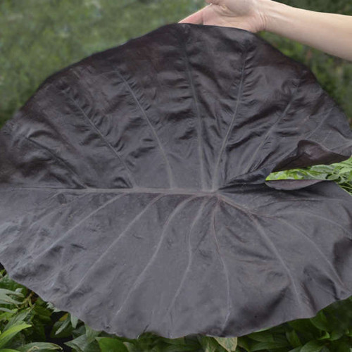 Colocasia Black Swan PPAF 20ct Flat