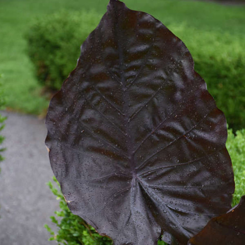 Colocasia Distant Memory PPAF 20ct Flat