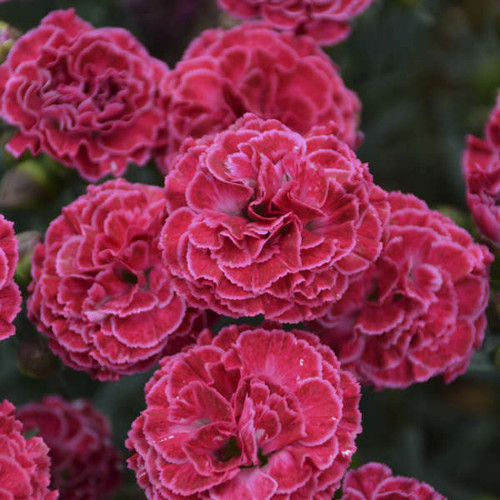 Dianthus Raspberry Ruffles PPAF 30ct Flat