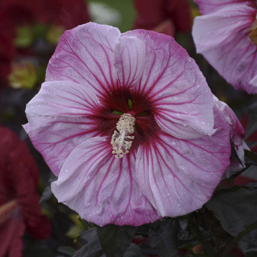 Hibiscus Cherry Choco Latte PPAF 25 BR Plants