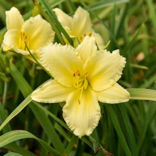 Daylily 'Big Time Happy' shipped from Grower to your door
