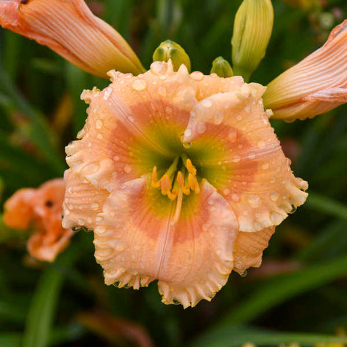 Hemerocallis 'Orange Smoothie' PP28643 (25) BR Plants