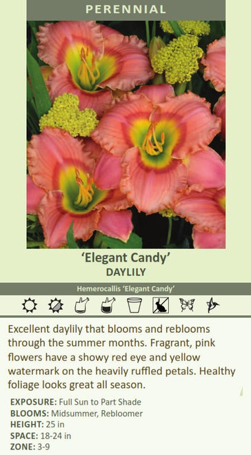 Hemerocallis ELEGANT CANDY 25 BR Plants