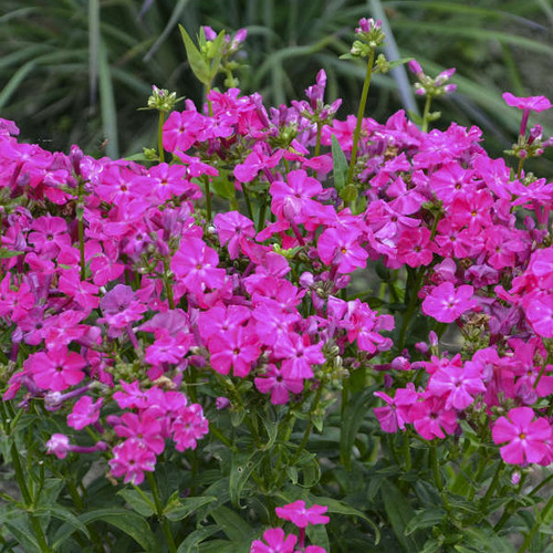 Phlox 'Kung Fuchsia'shipped from Grower to your door