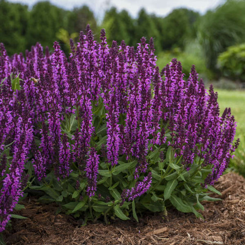 Salvia n Bumbleberry PP31602 25 BR Plants