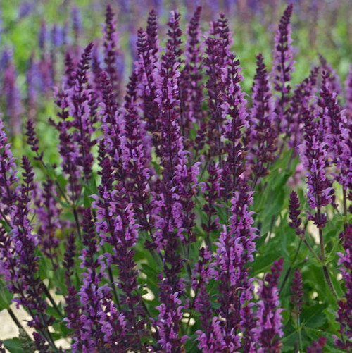 Salvia n Bumbleberry PP31602 25 BR Plants