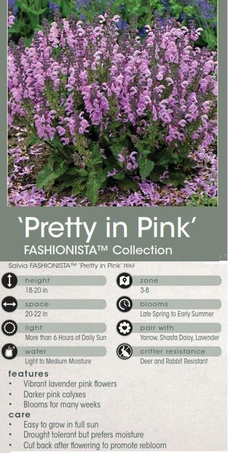 Salvia Pretty in Pink PPAF 25 BR Plants