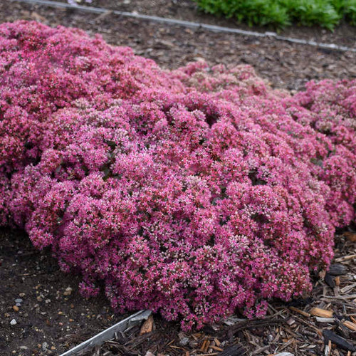 Sedum 'Postman's Pride' shipped from Grower to your door