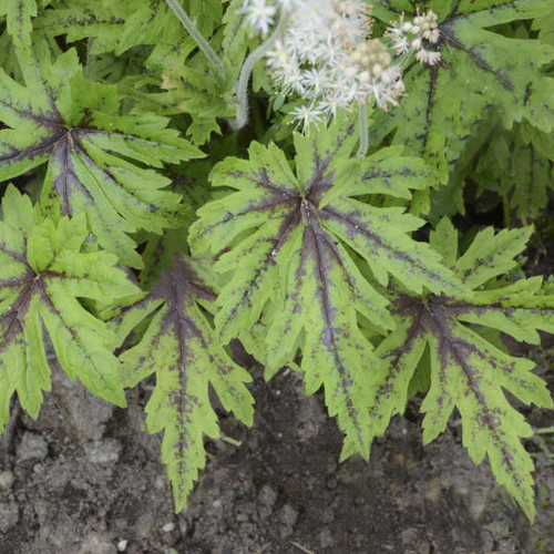 Tiarella Cutting Edge PPAF 30ct Flat