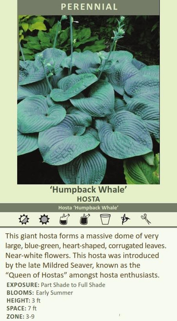 Hosta HUMPBACK WHALE 25 BR Plants