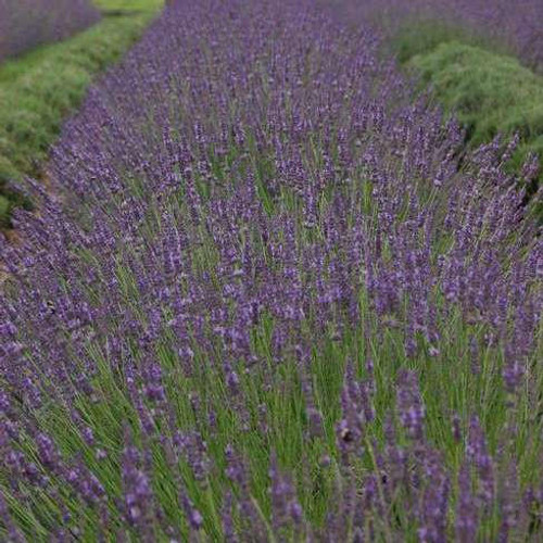 Lavandula x i. PHENOMENAL TM ('Niko' PP24193) (20)ct Flat Lavandula x i. PHENOMENAL TM ('Niko' PP24193) (20)ct Flat