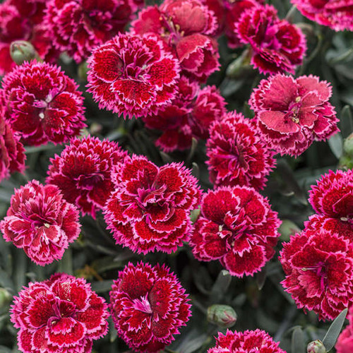 Bramble, Dianthus in Red, Fabric Half-Yards - Picking Daisies