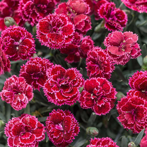 Dianthus Black Cherry Frost PP28605 30ct Flat